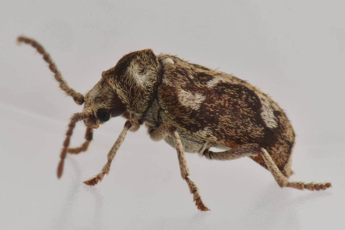 Anobiidae: Ptinomorphus imperialis? S.